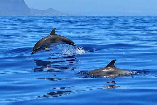 There are 42 dolphin species