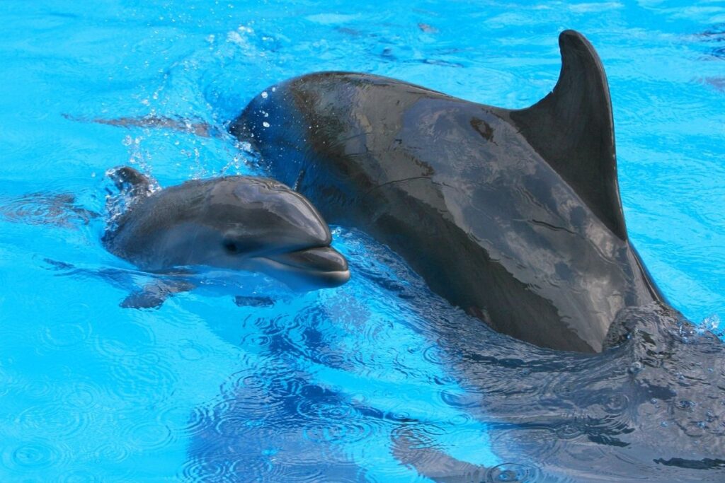 Calves Learn to Swim Inside Their Dophin Mother's Womb