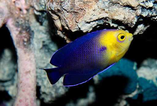 image of a Cherub fish - a small ocean animals
