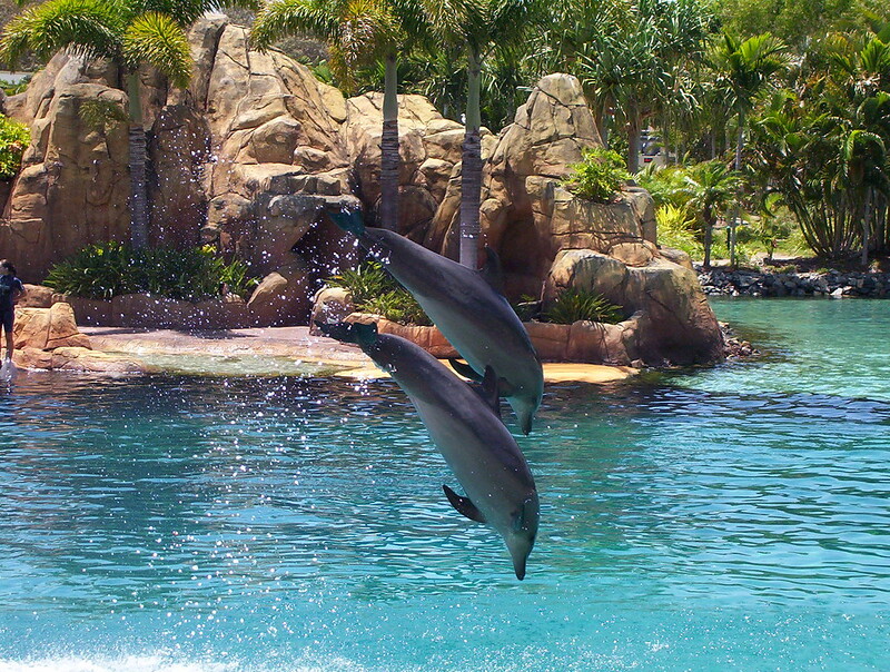 dolphins can dive upto 100 feet