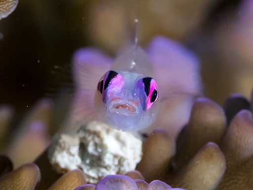 close picture of a pink eye goby - a small ocean fish 