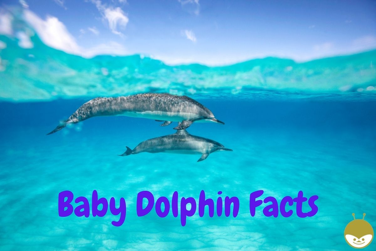 baby dolphin facts