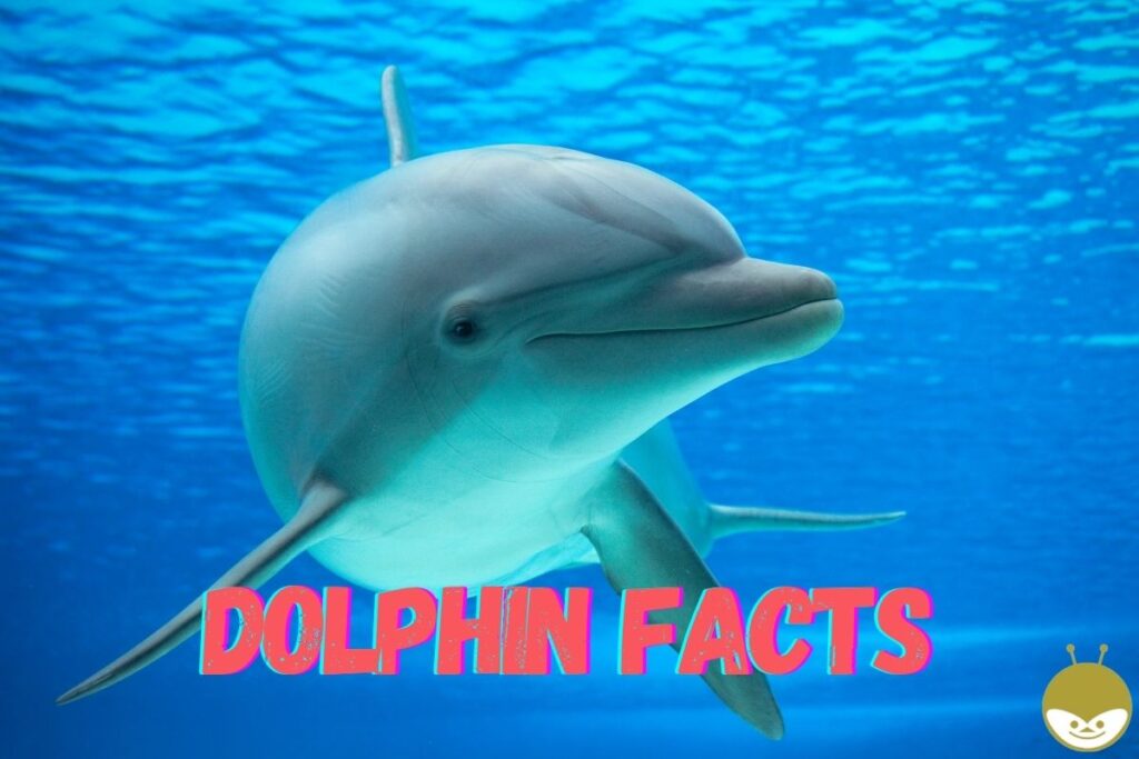 dolphin facts for kids