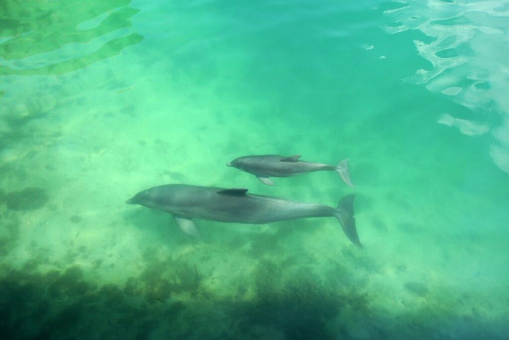 Baby Dolphins Stay With Mothers For 5-10 Years