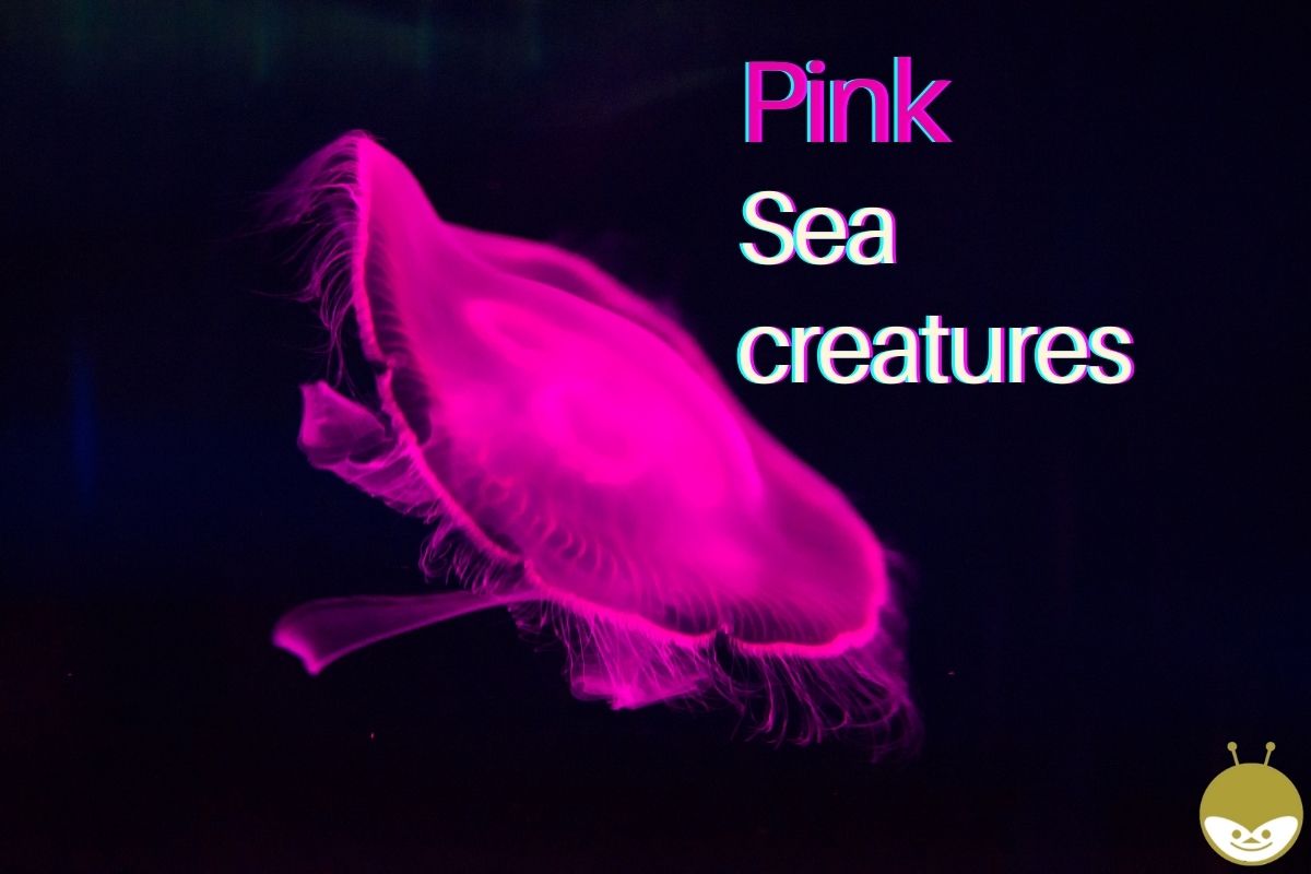 pink sea creatures