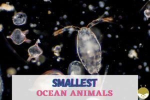 Read more about the article List of Smallest Sea Creatures Of The Ocean
