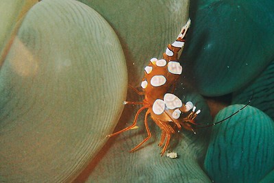 image of a squat shrimp - one of the smallest sea creature
